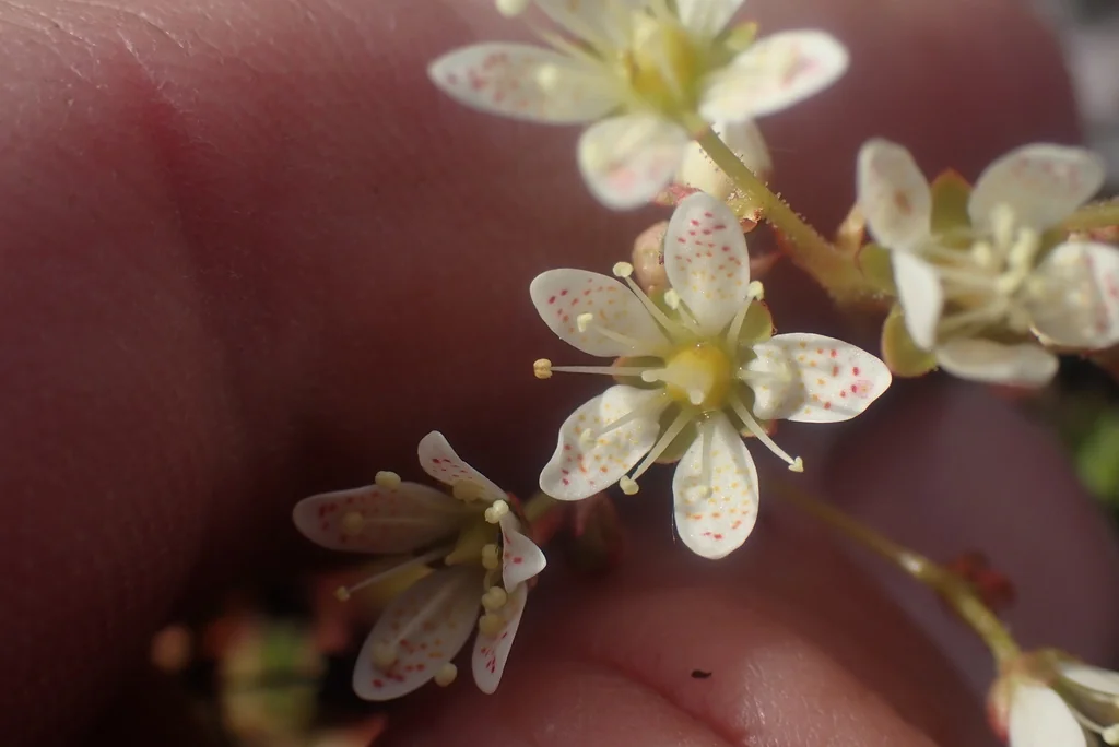 Saxifraga Tricuspidata