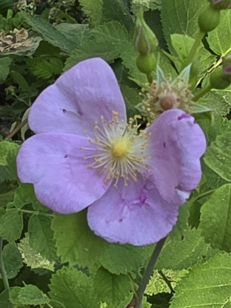 Rosa Californica