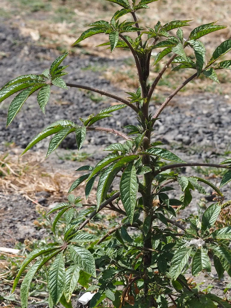 Cleome hassleriana