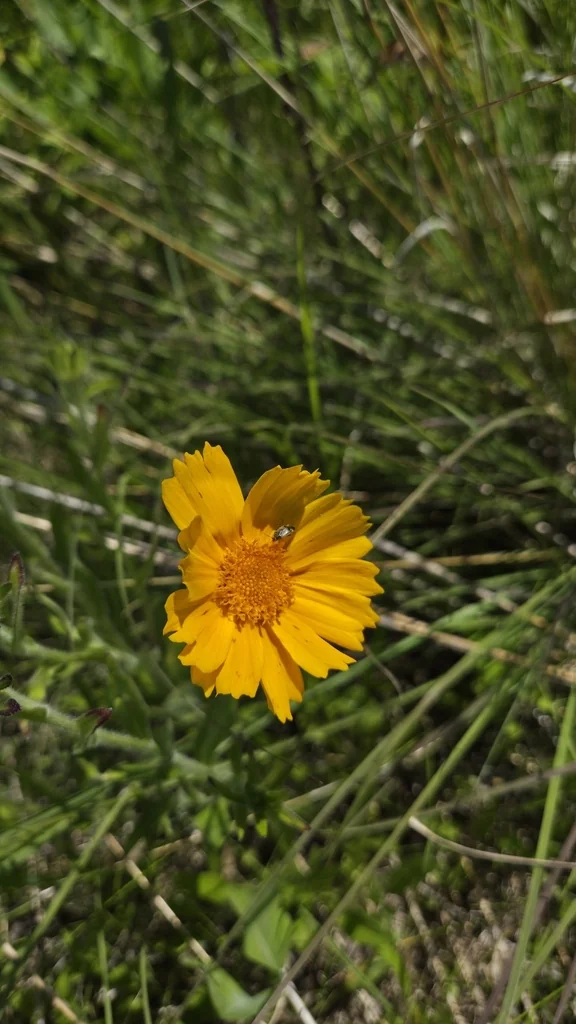 Coreopsis Lanceolata