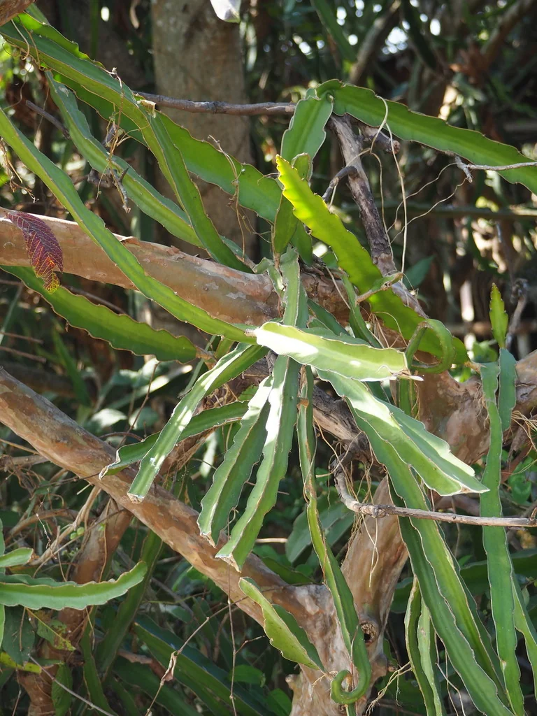 Hylocereus Undatus