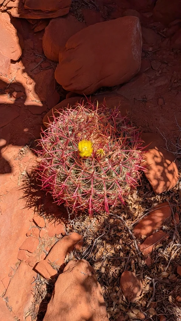 Ferocactus Cylindraceus