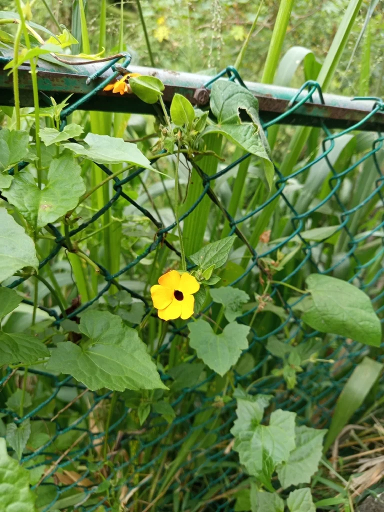 Thunbergia Alata