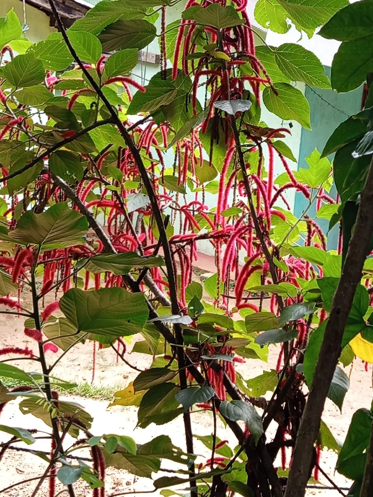Acalypha hispida