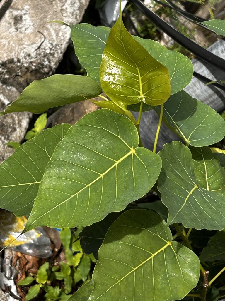 Ficus Religiosa