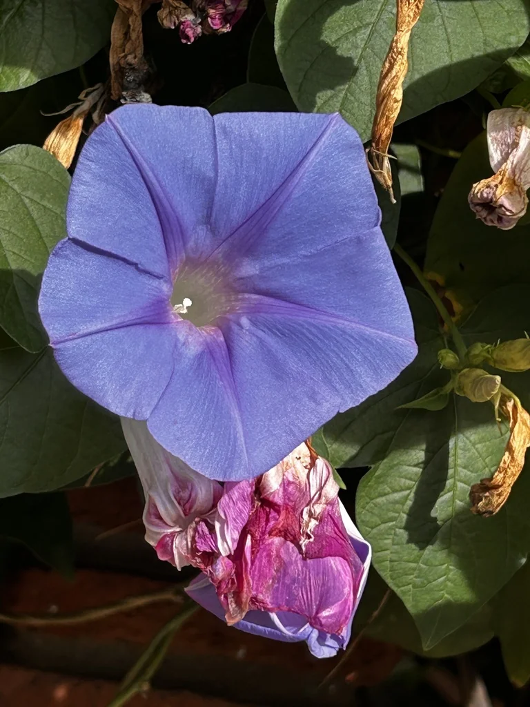 Ipomoea Indica