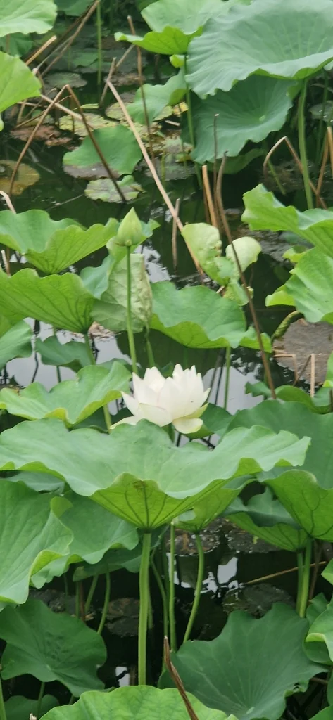 Nelumbo Nucifera