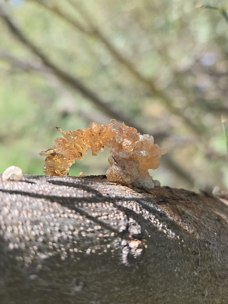 Prosopis Velutina
