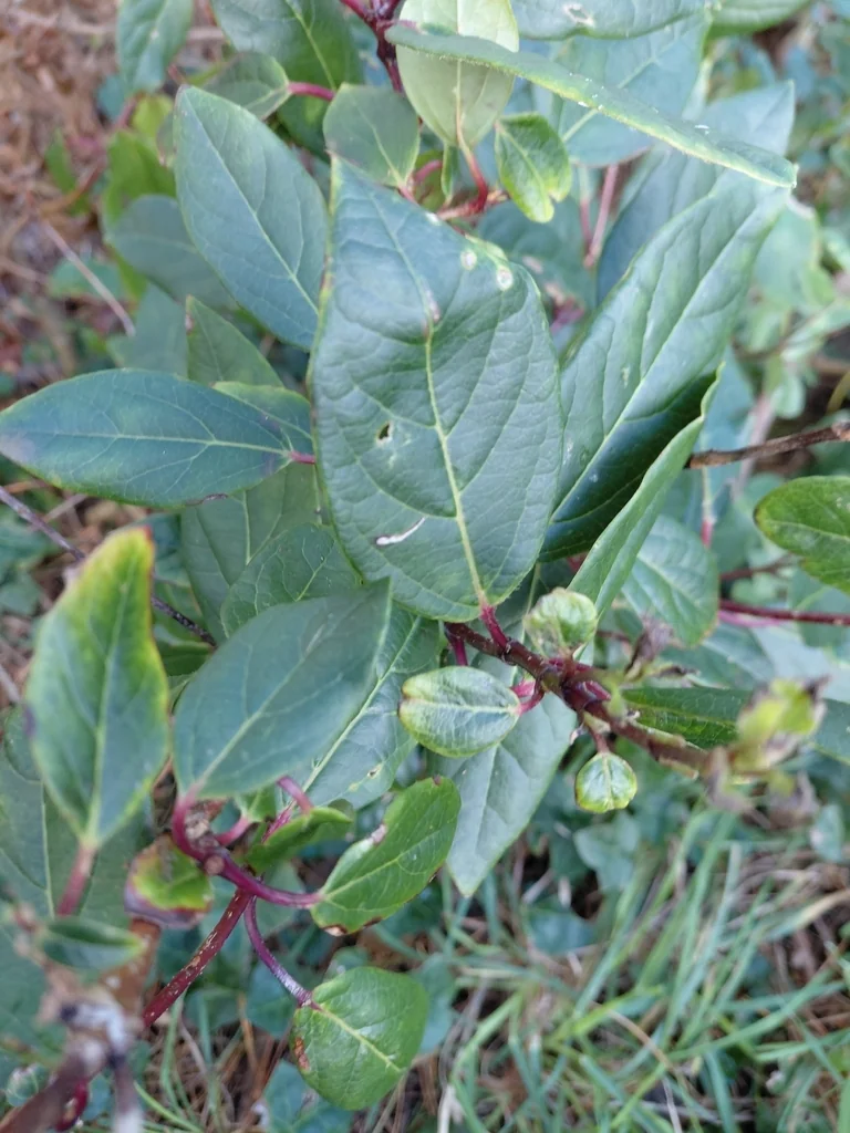 Viburnum Tinus