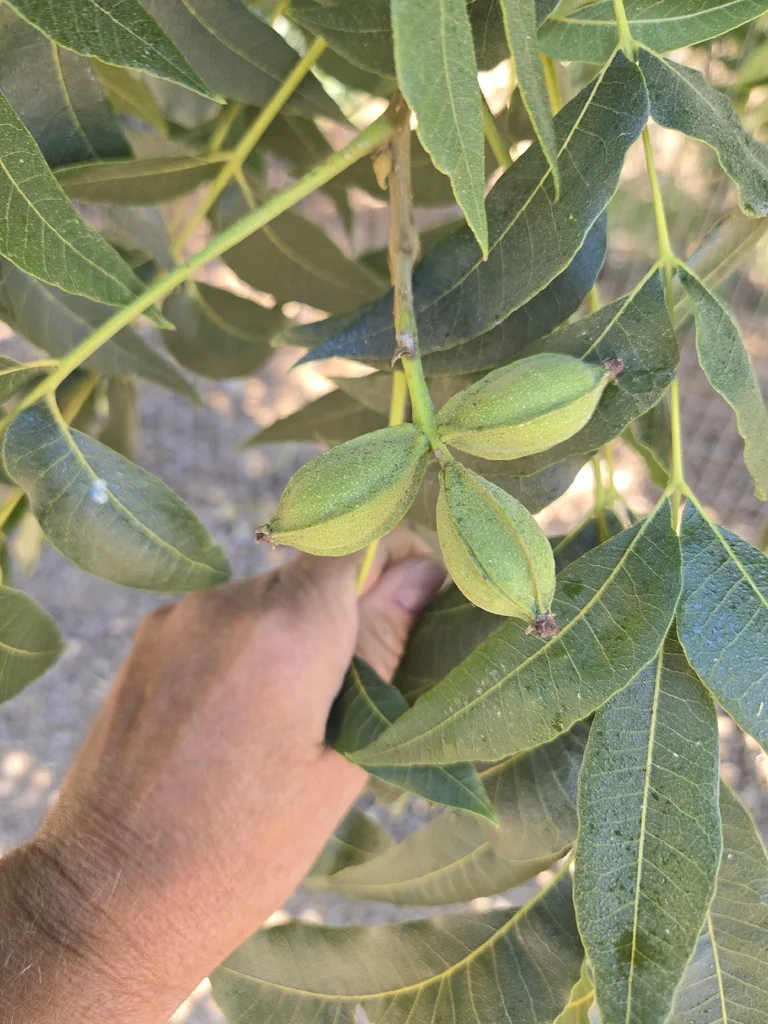 Carya illinoinensis