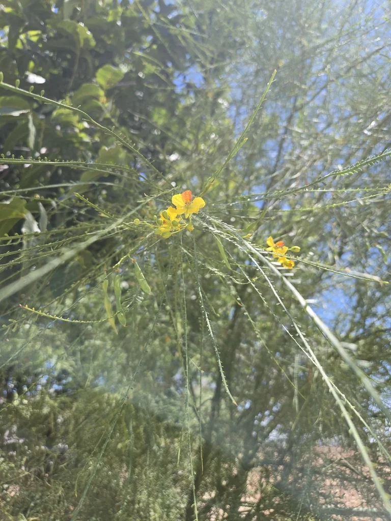 Parkinsonia Aculeata
