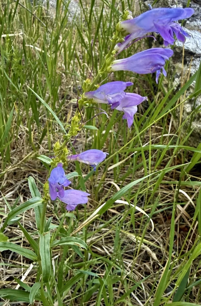 Penstemon Strictus