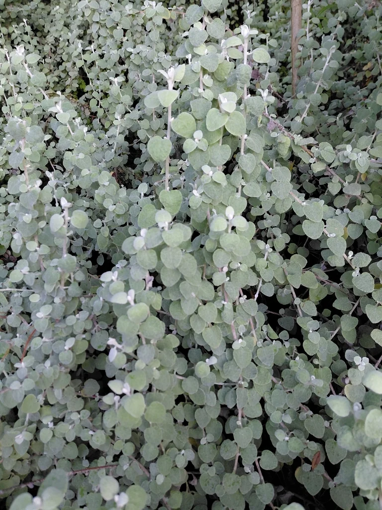 Helichrysum petiolare