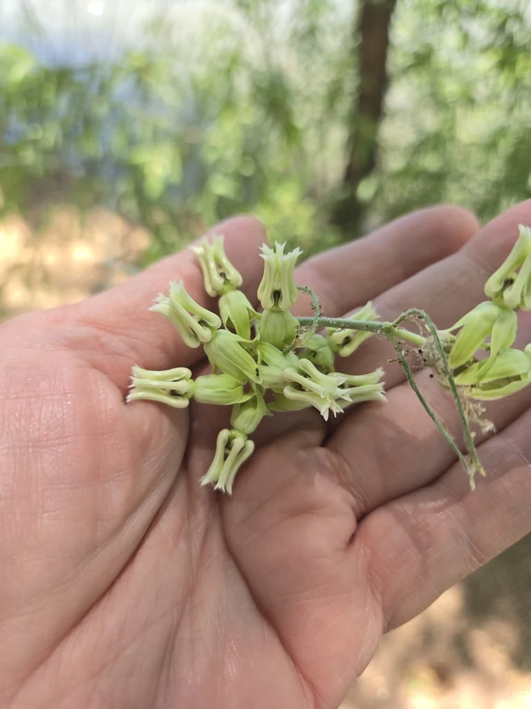 Asclepias Subulata