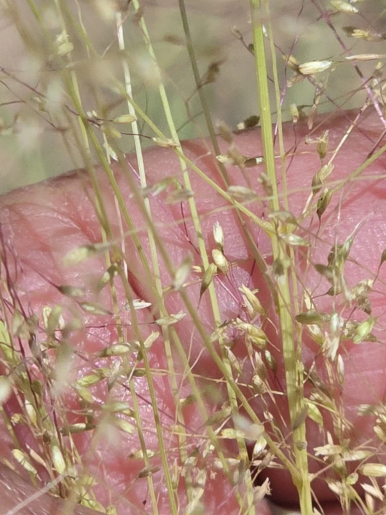 Sporobolus Airoides
