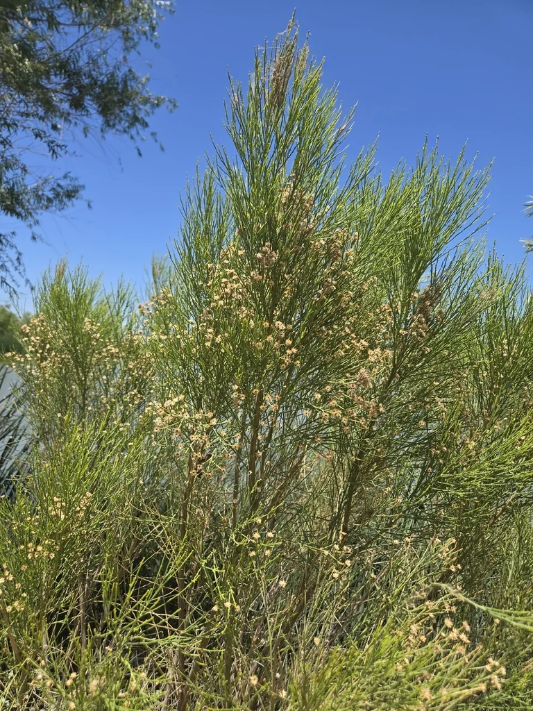 Baccharis Sarothroides