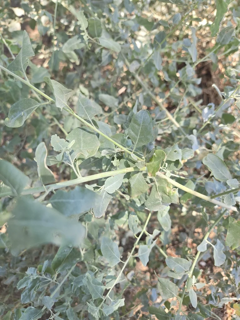 Atriplex Lentiformis