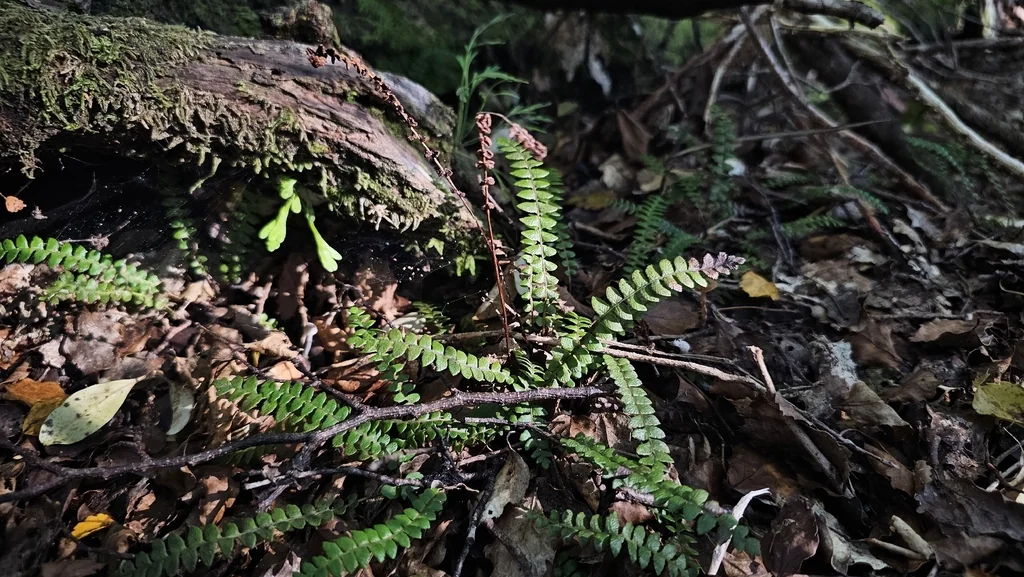 Blechnum Penna-Marina