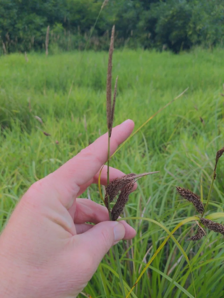Carex Obnupta