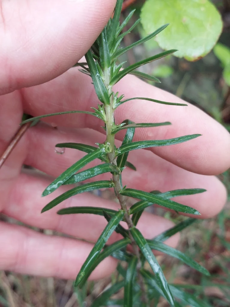 Ionactis linariifolius