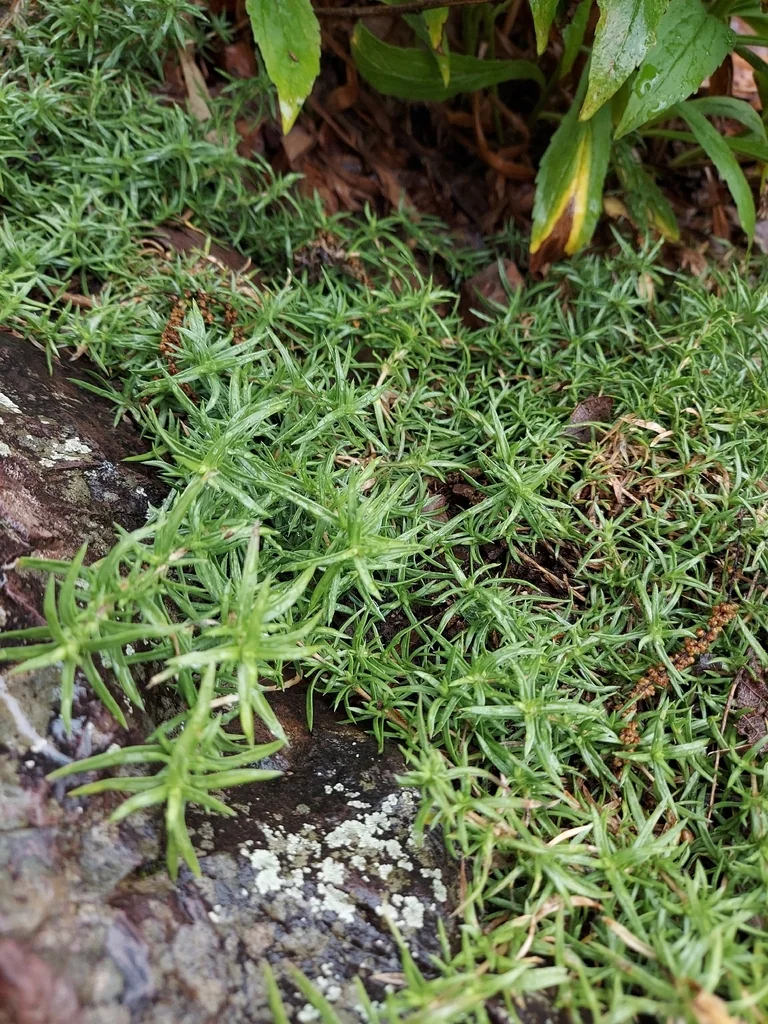 Phlox Subulata