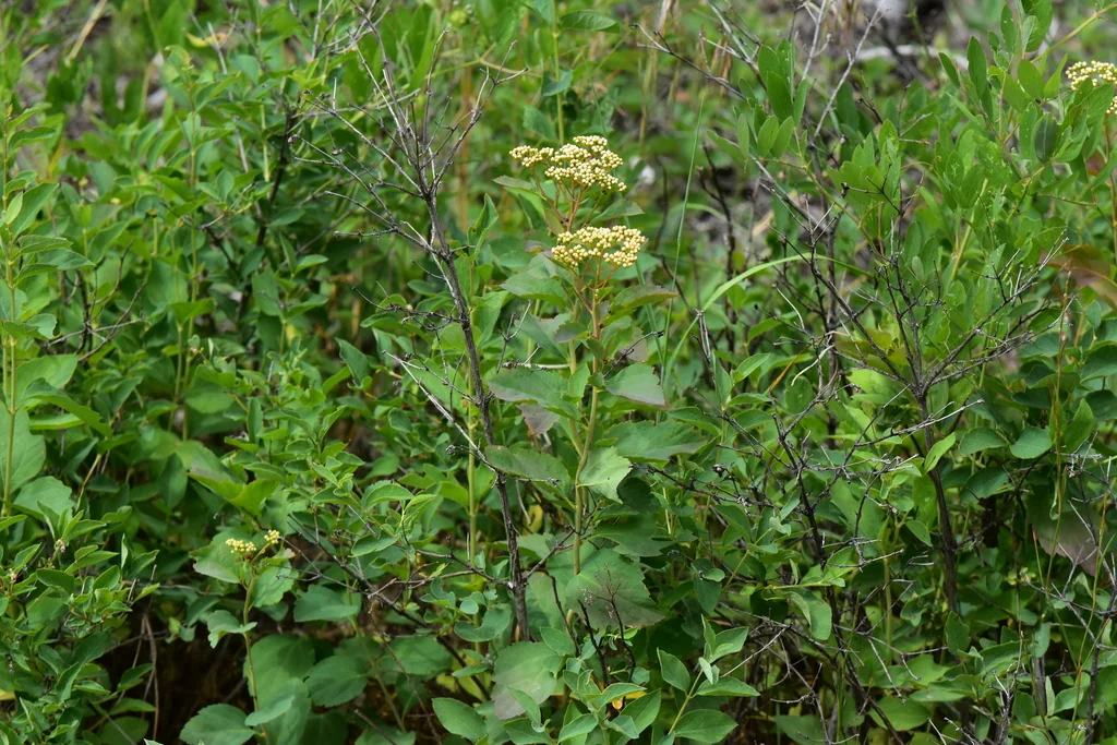 Spiraea Betulifolia Var. Lucida