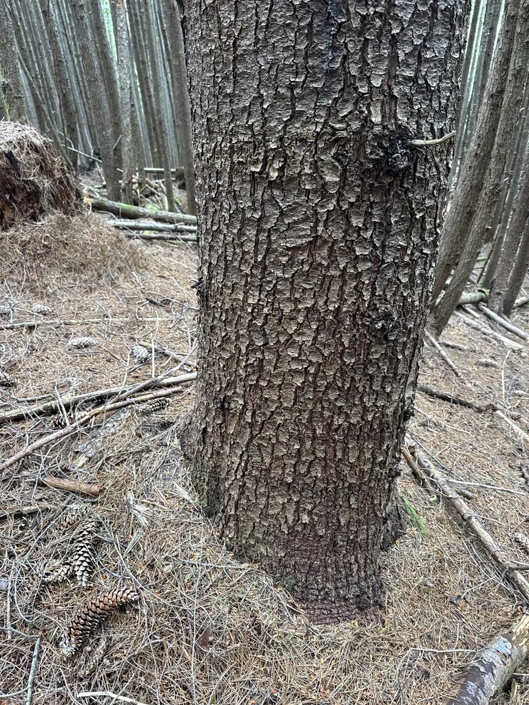 Pinus Monticola