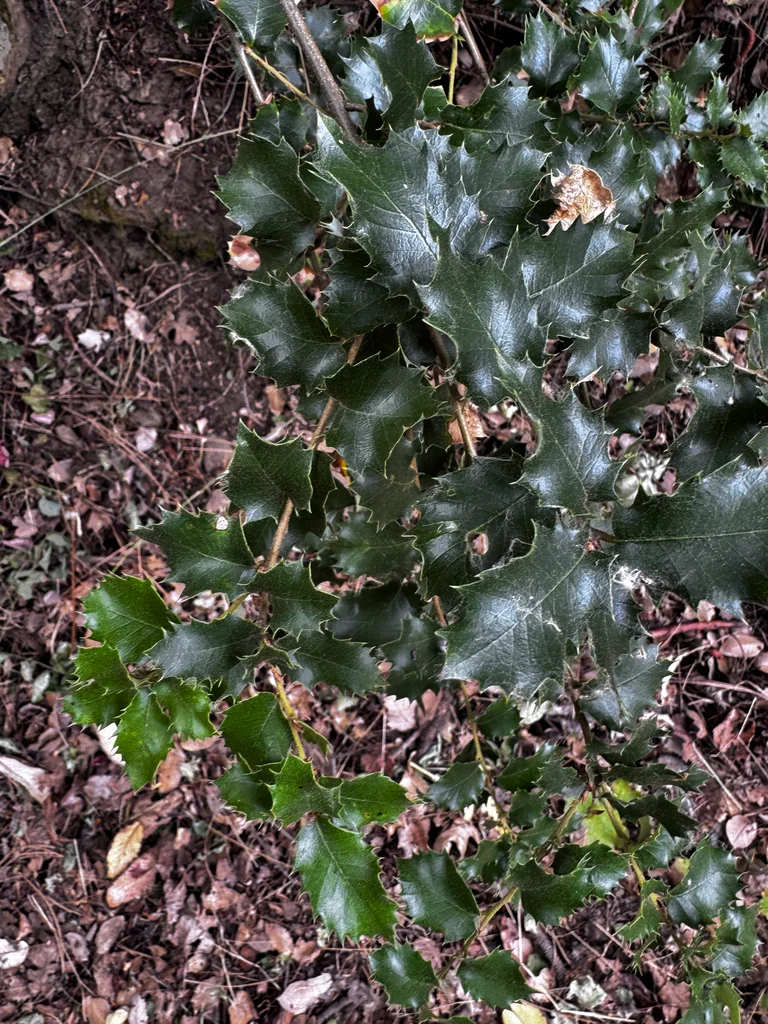 Quercus Chrysolepis