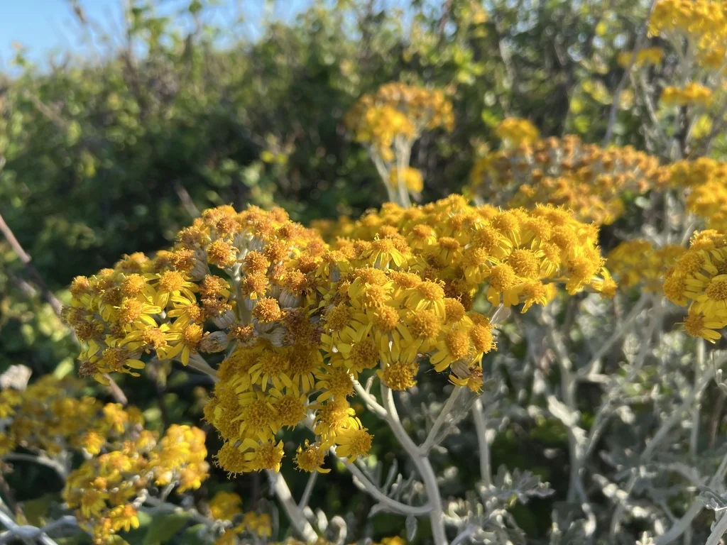 Senecio Cineraria