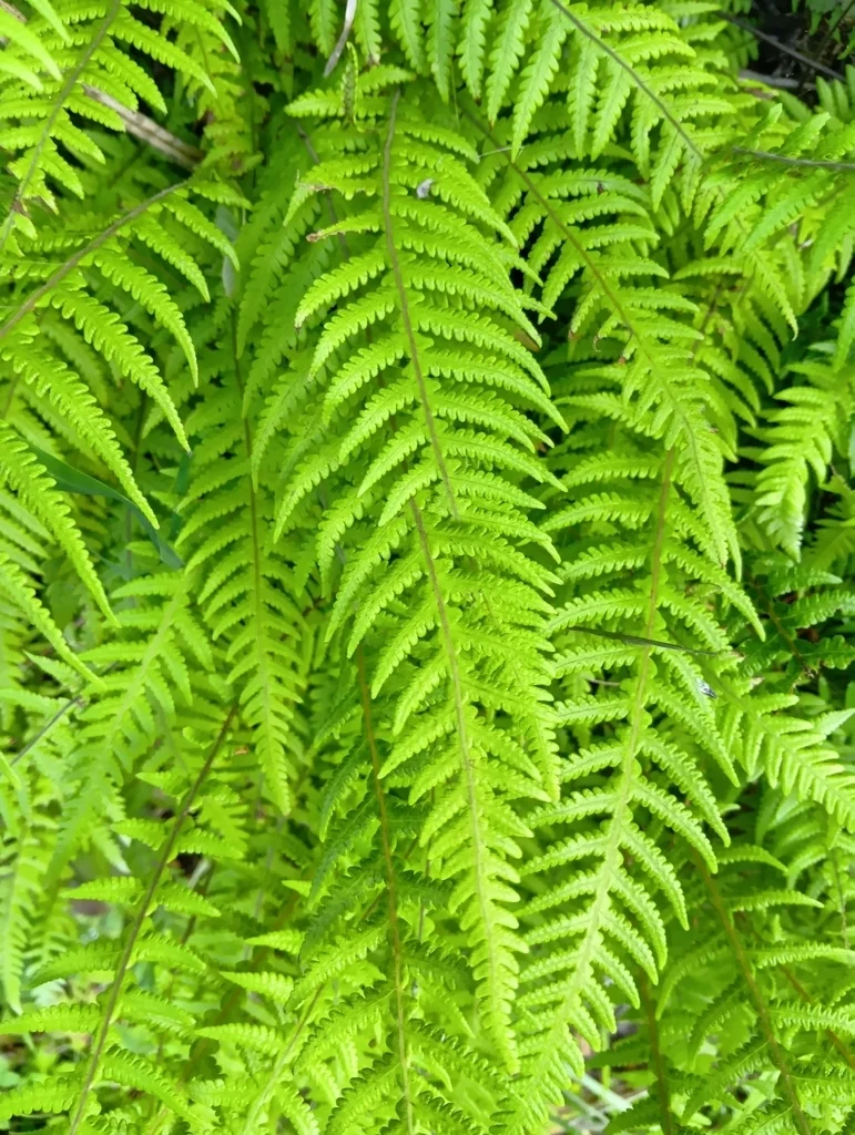 Thelypteris Decursive-Pinnata