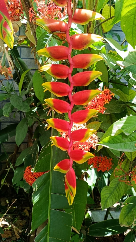 Heliconia Rostrata