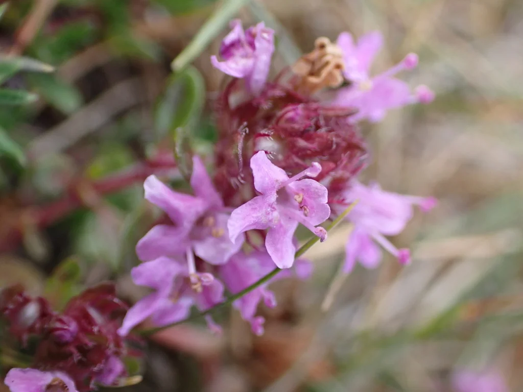 Thymus Praecox Arcticus