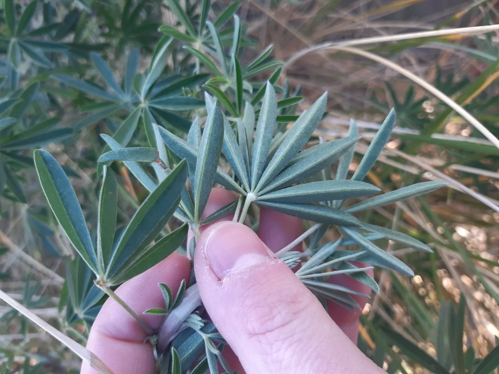 Lupinus Albifrons
