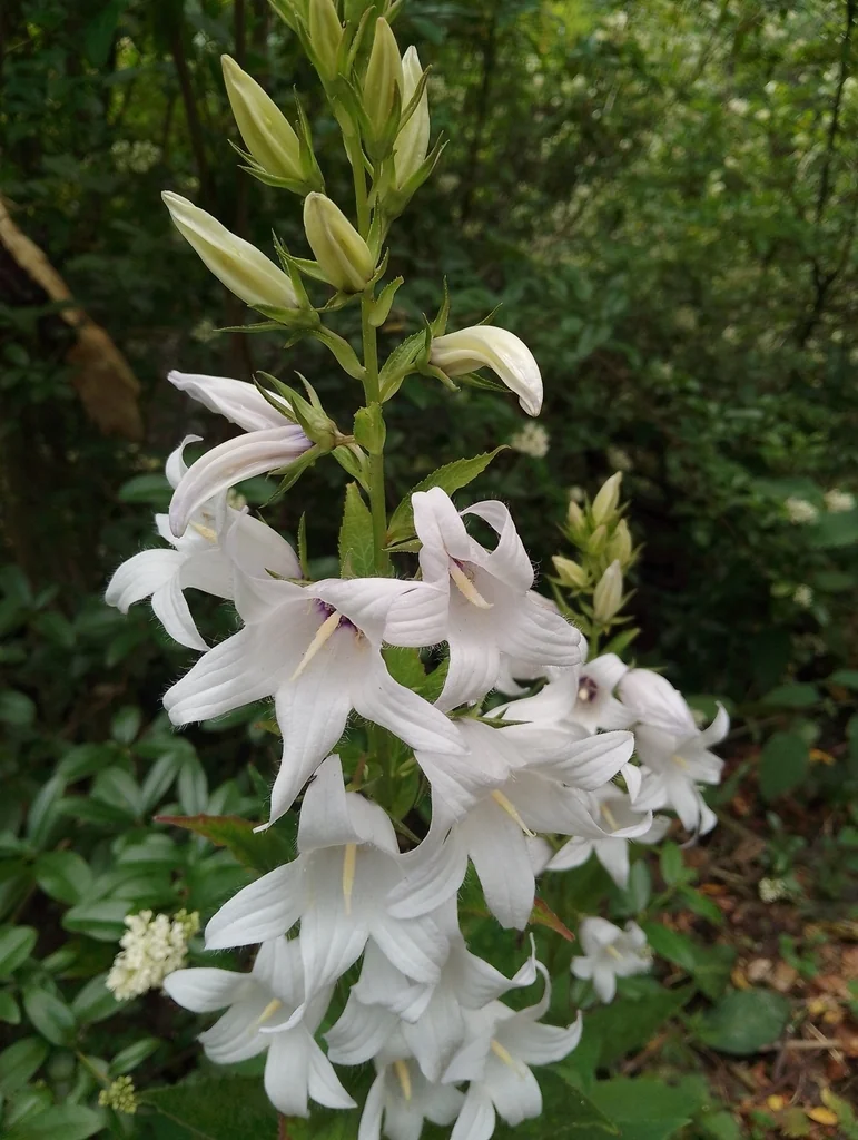 Campanula Latifolia