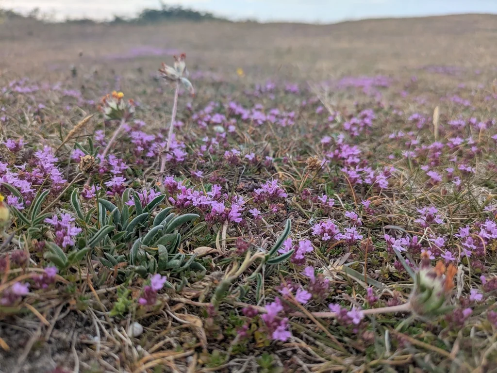Thymus Praecox Arcticus