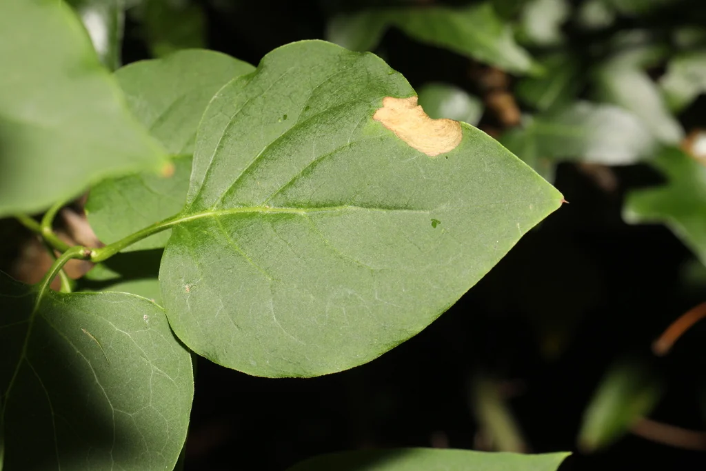 Syringa Vulgaris