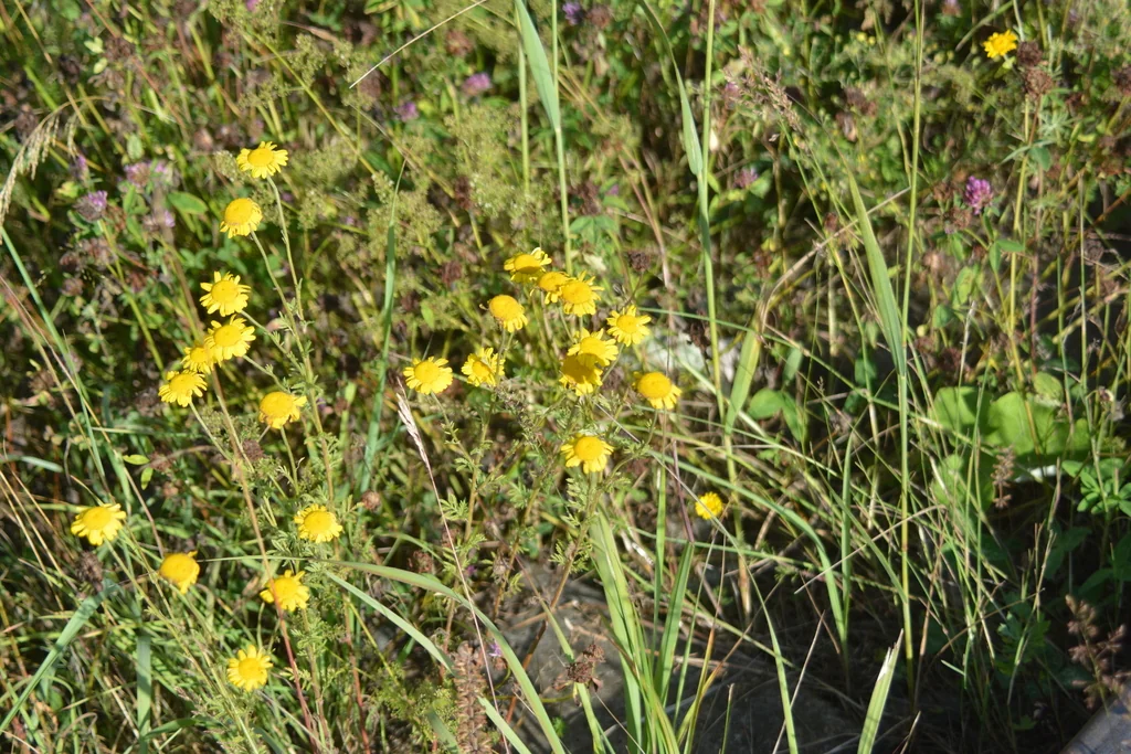 Anthemis Tinctoria