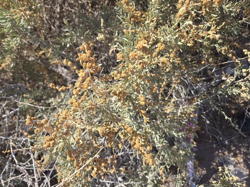 Atriplex Canescens