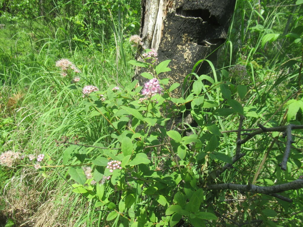 Spiraea Arguta