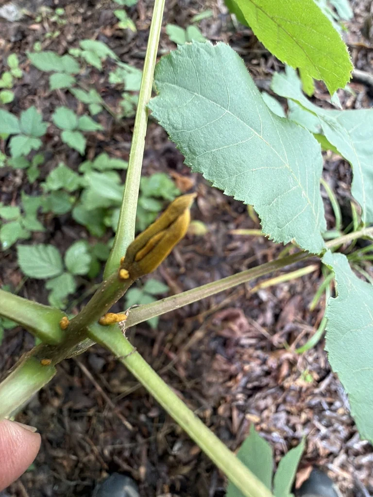 Carya Cordiformis