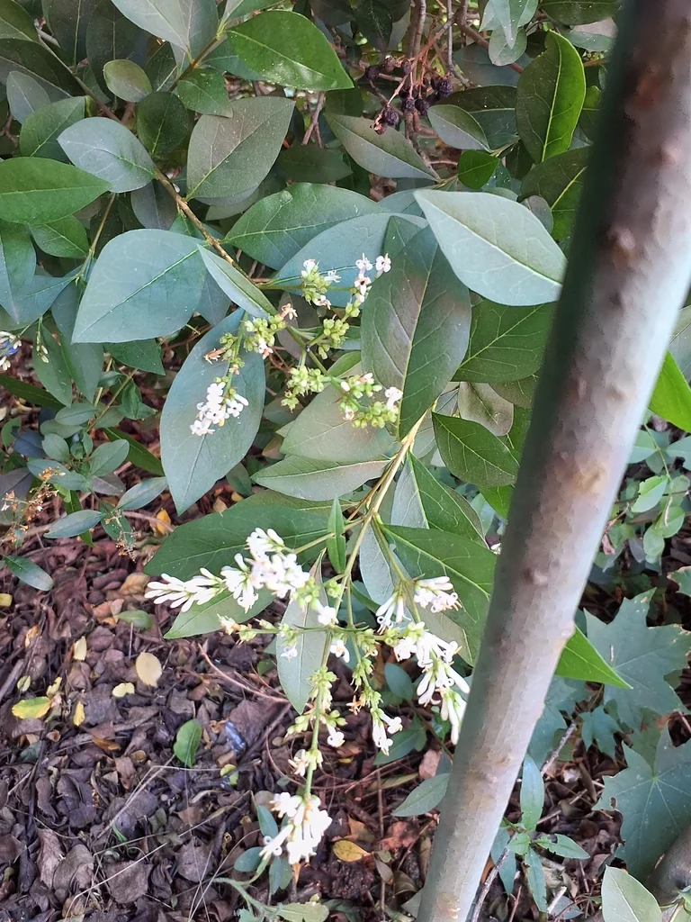 Ligustrum Ovalifolium