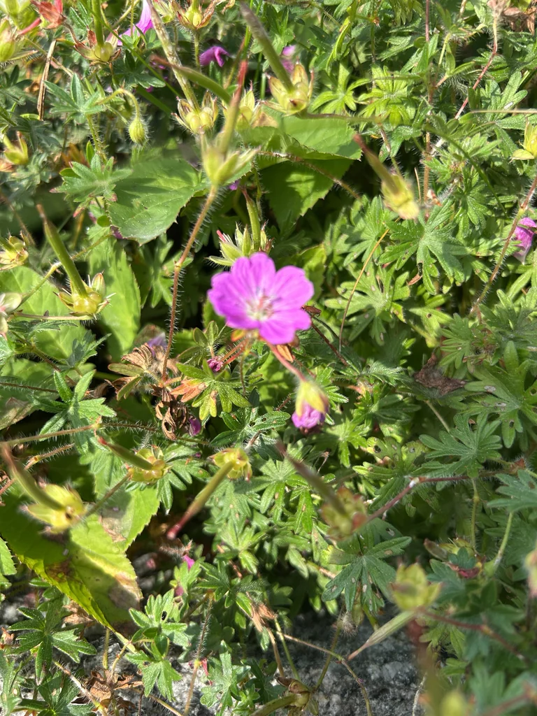 Geranium Sanguineum