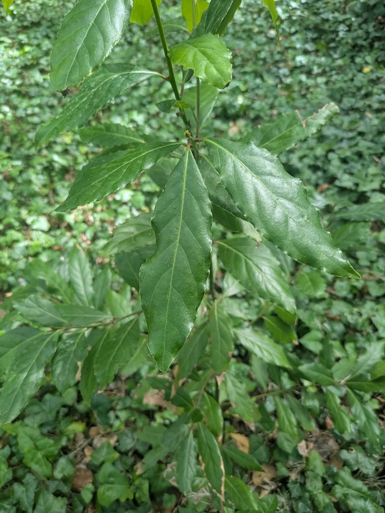 Laurus Nobilis