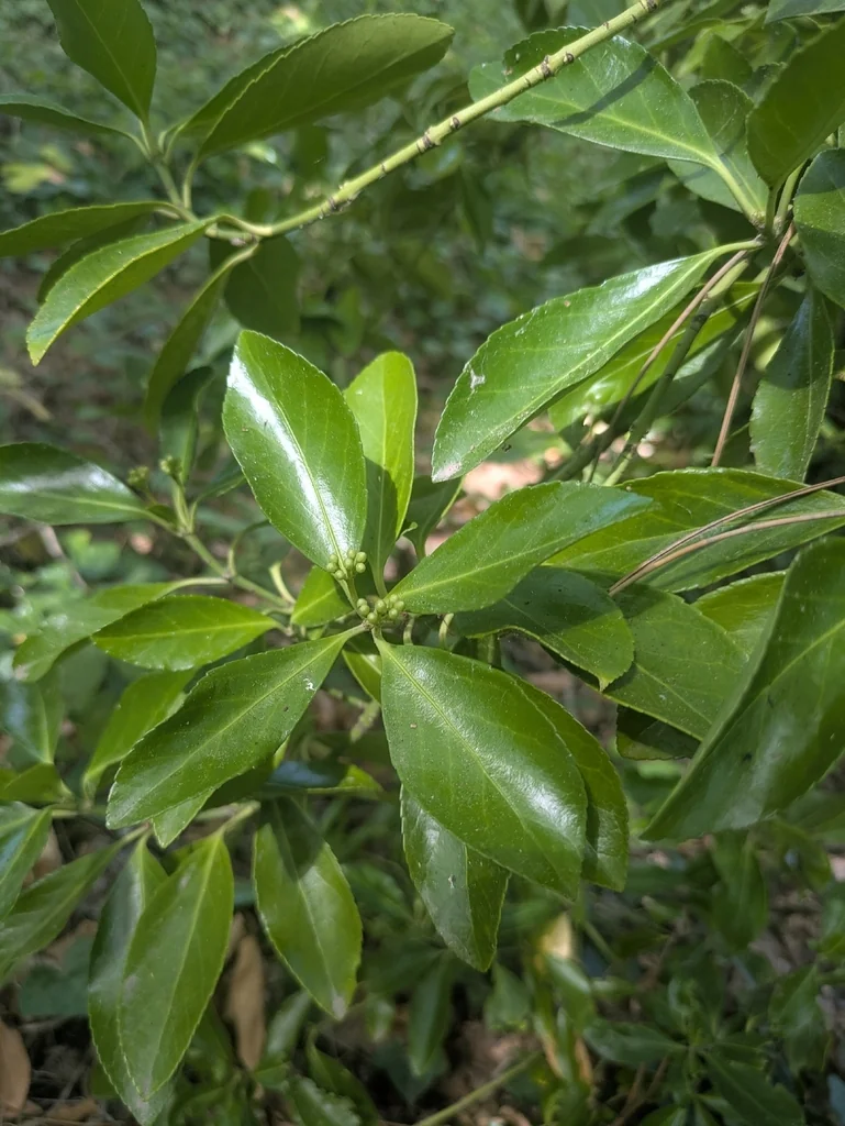 Euonymus Japonicus