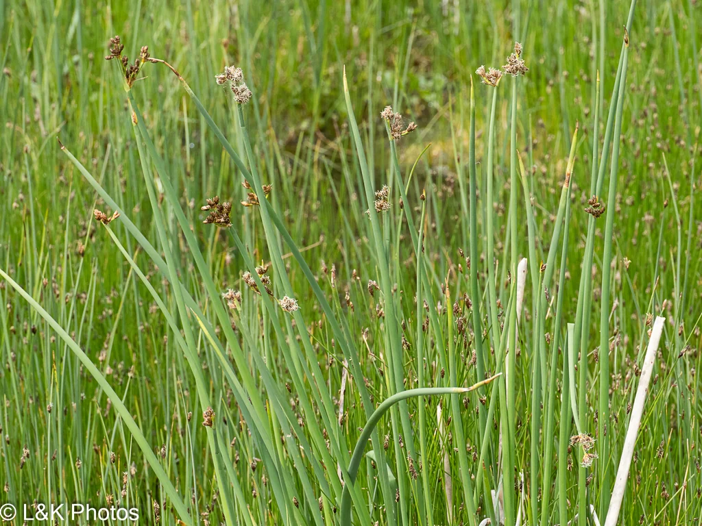 Scirpus Tabernaemontani