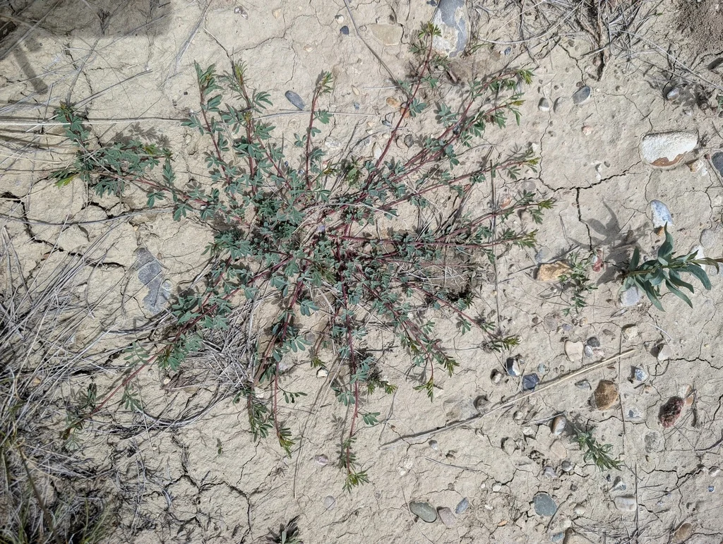 Dalea Candida