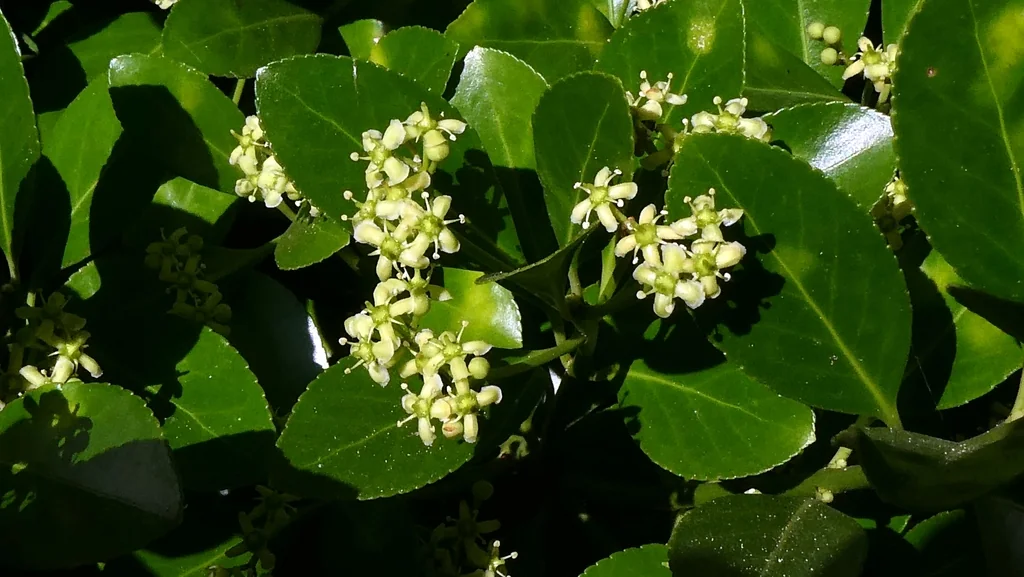Euonymus Japonicus
