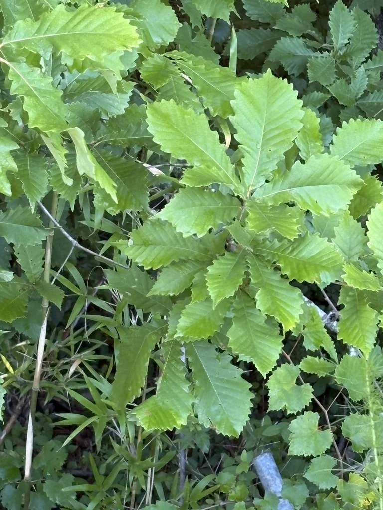 Quercus Michauxii