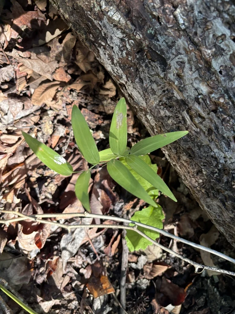 Polygonatum Biflorum