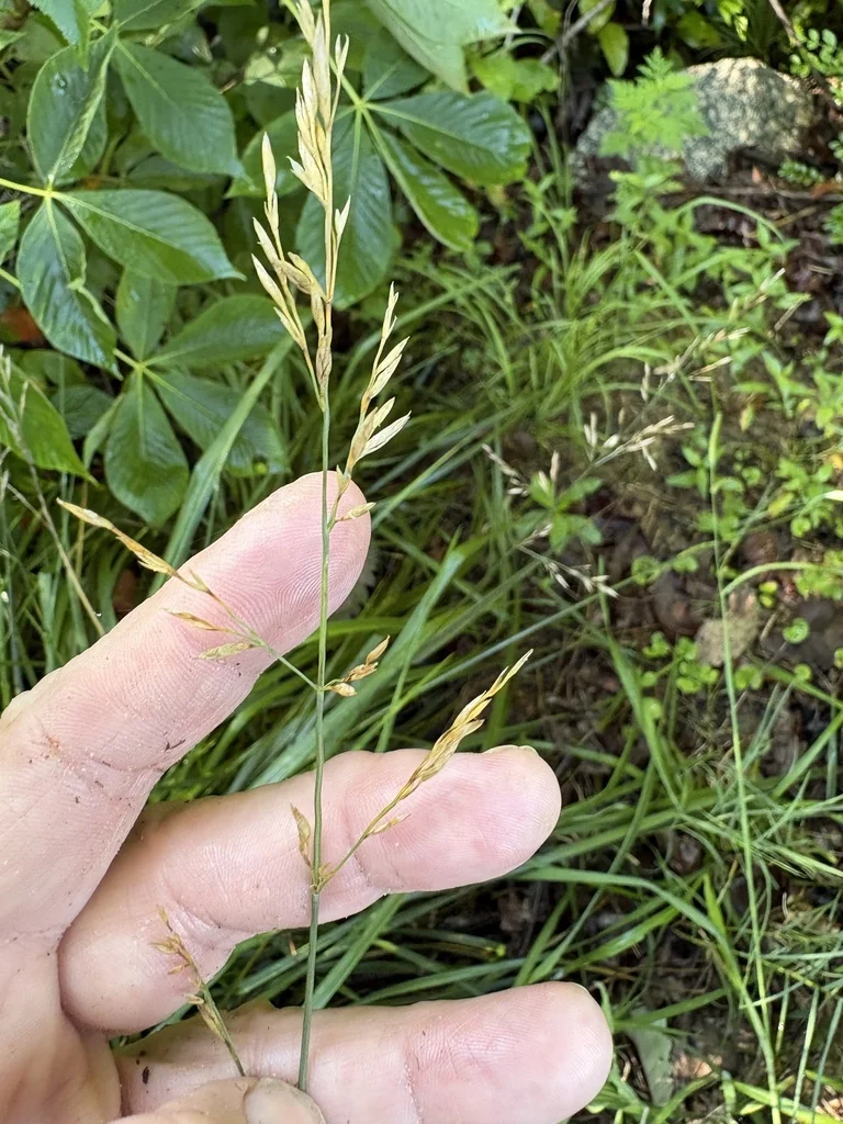 Festuca arundinacea